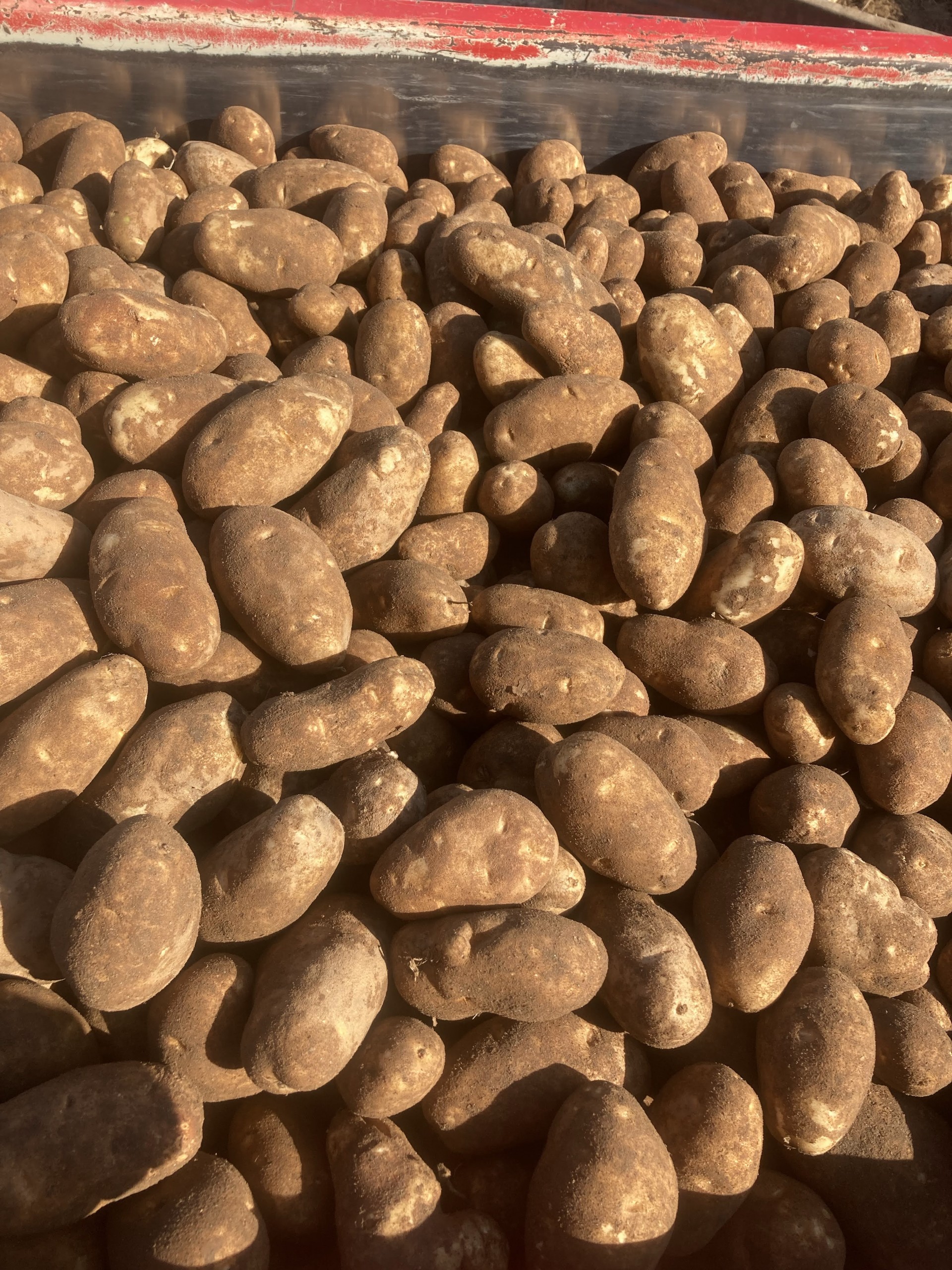 23 potato harvest tubers on belt.jpg